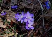 Image_006