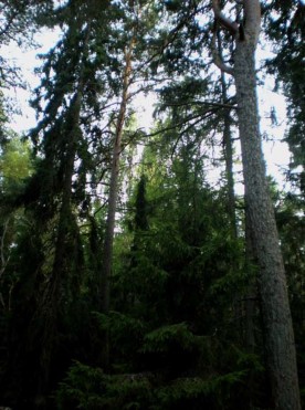 Image_020