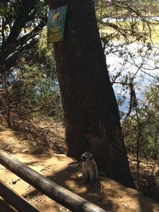 do-not-feed-the-animals-ed
